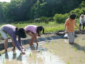 昨年５月家族で田植えを体験、千葉県館山市にて